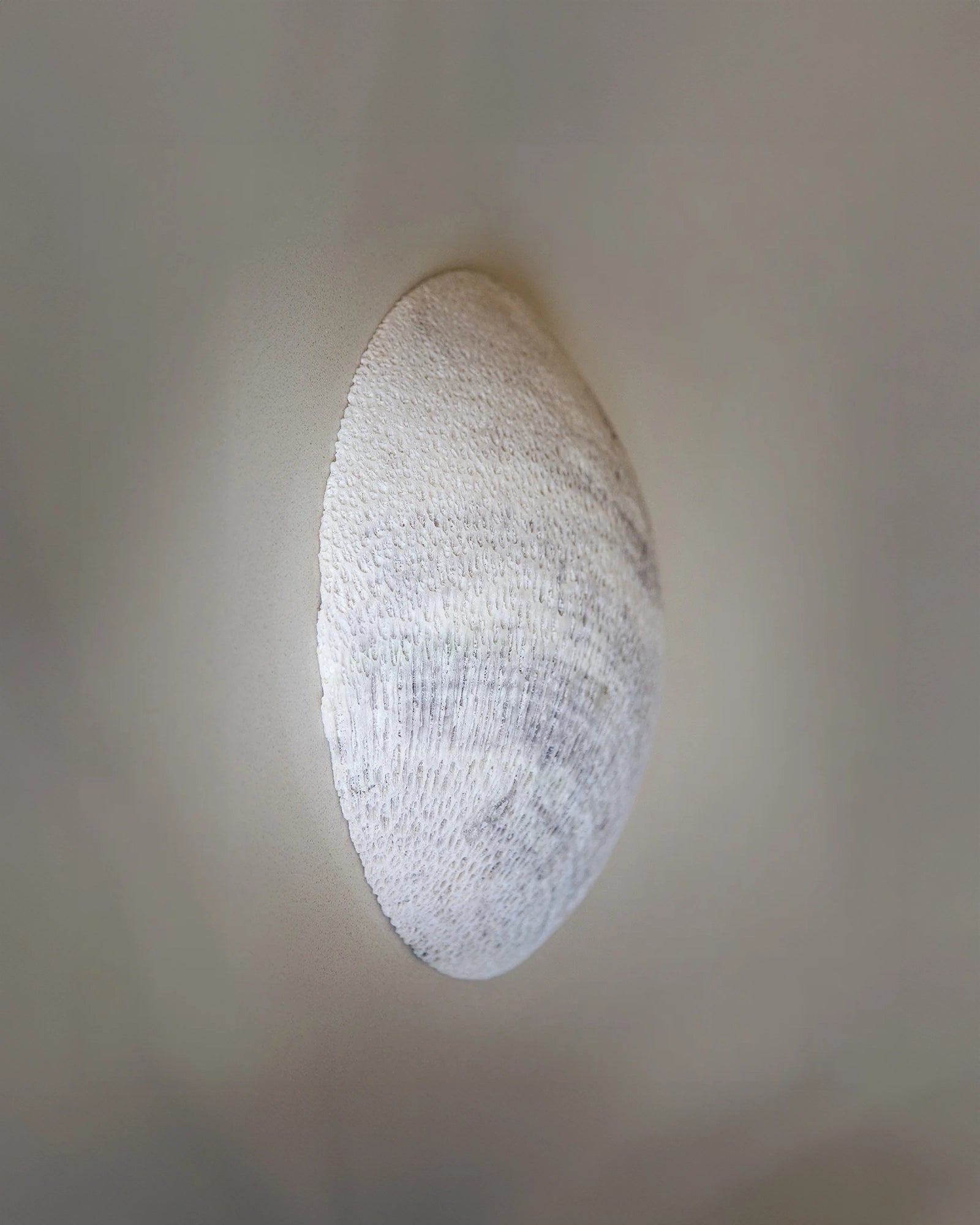 Fossil Coral Moon Wall Light