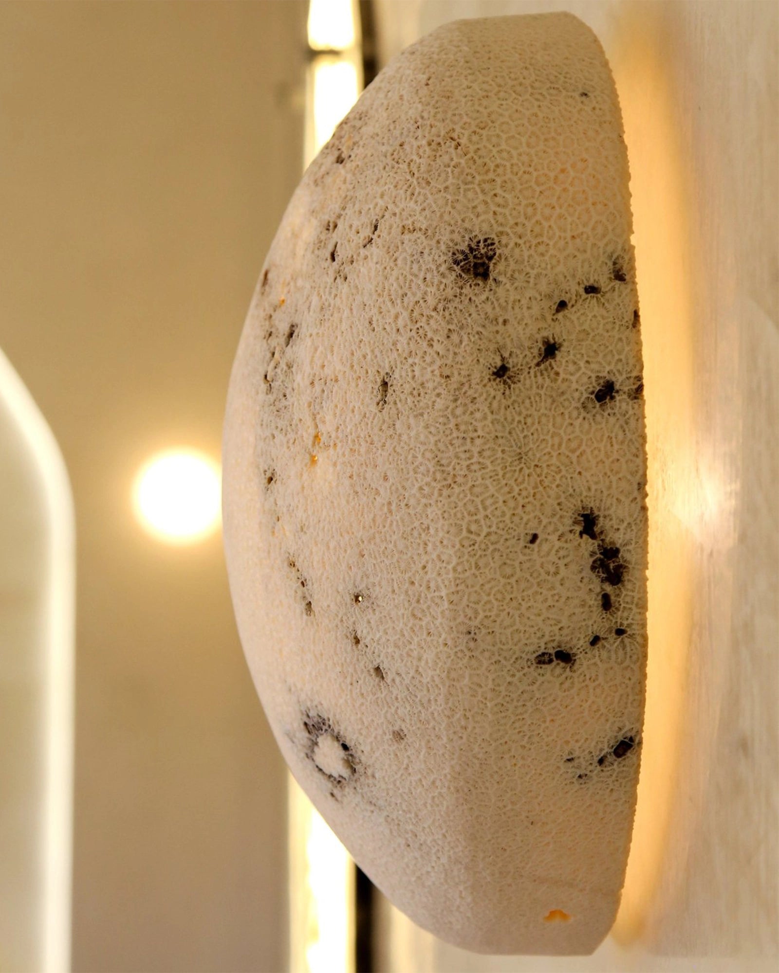 Fossil Coral Moon Wall Light