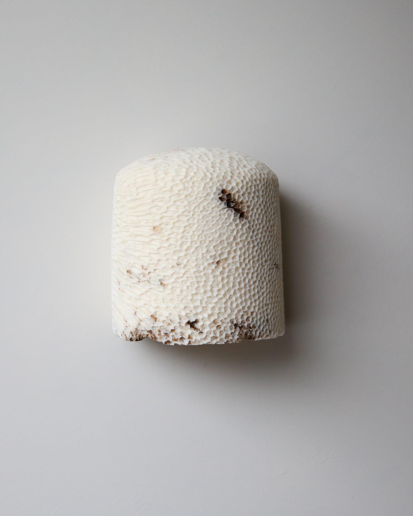 Fossil Coral Dome Flush Wall Light