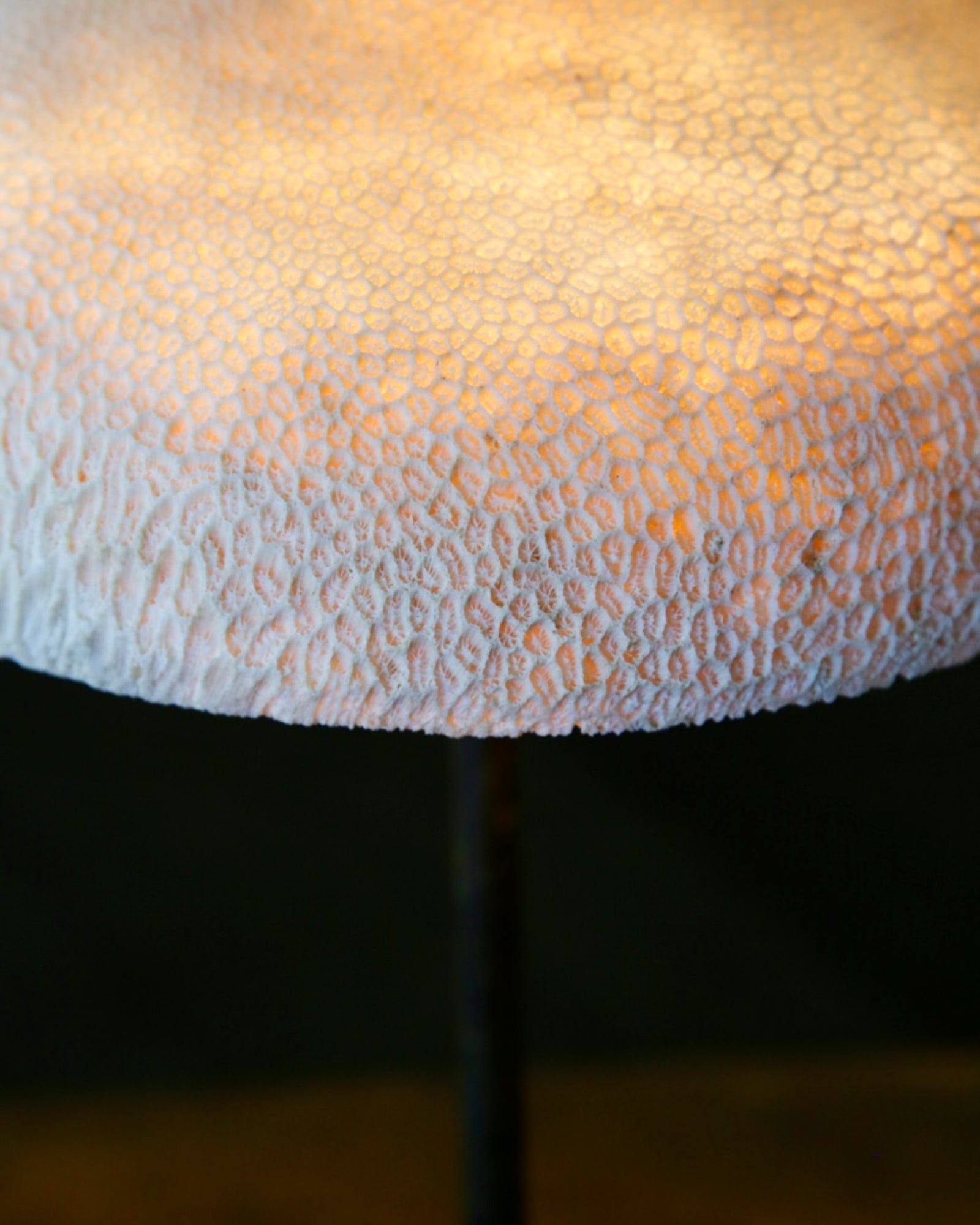Fossil Coral Mushroom Table Lamp