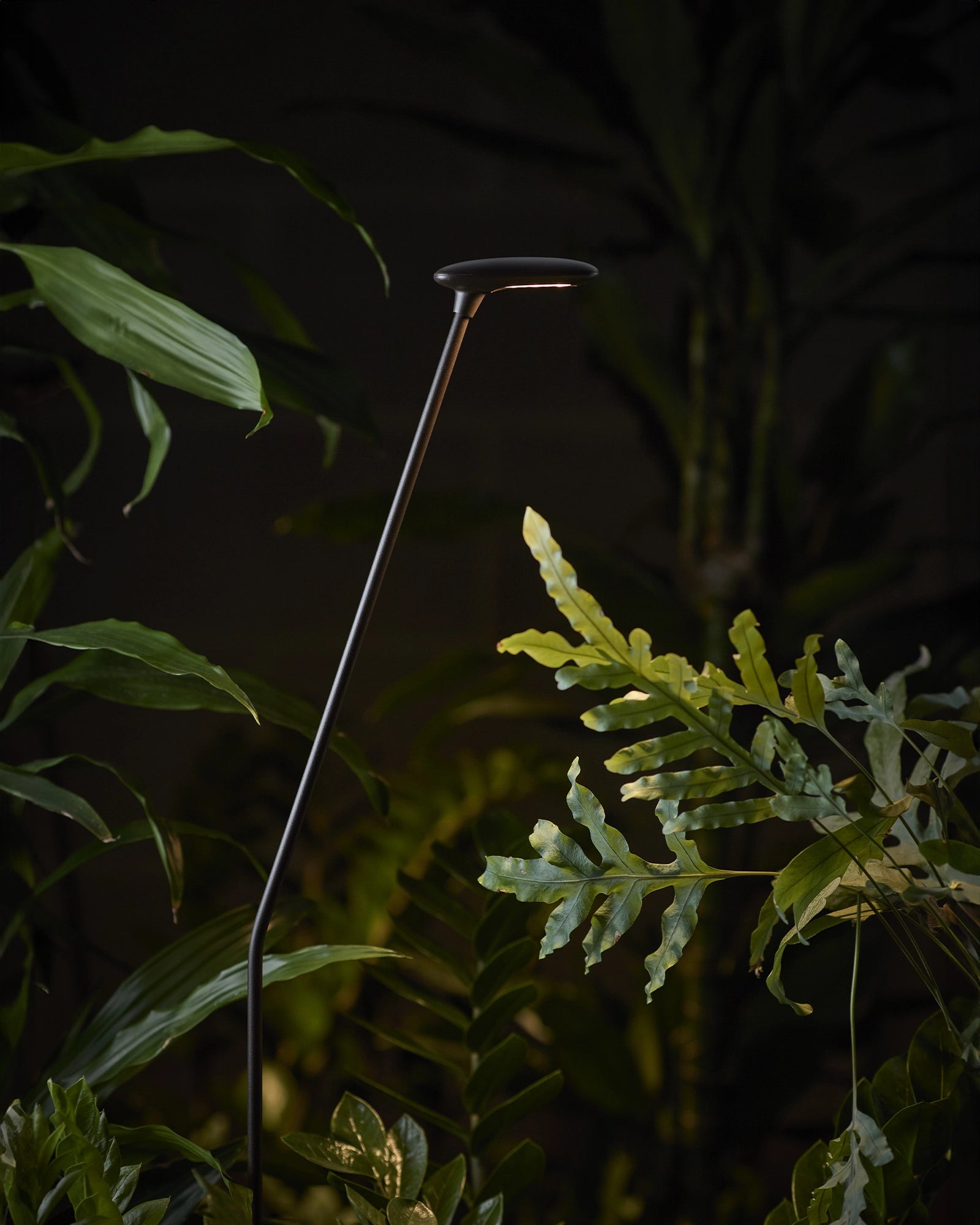 Birdie 1lt Spike Light
