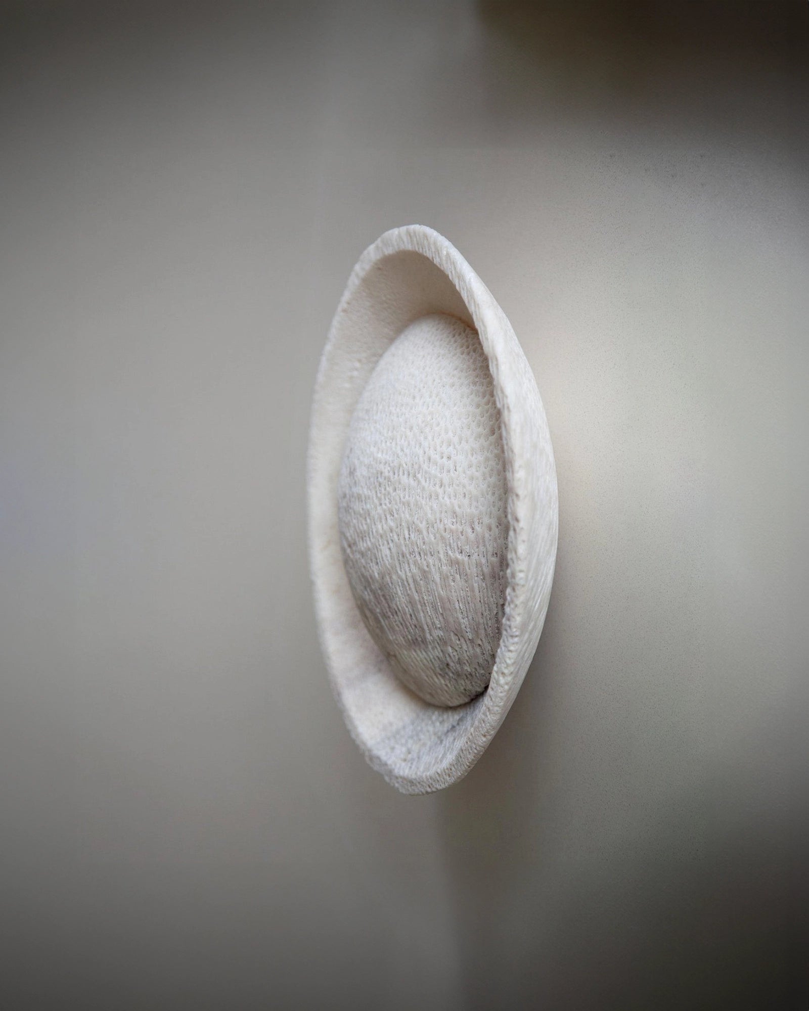 Fossil Coral Eclipse Wall Light