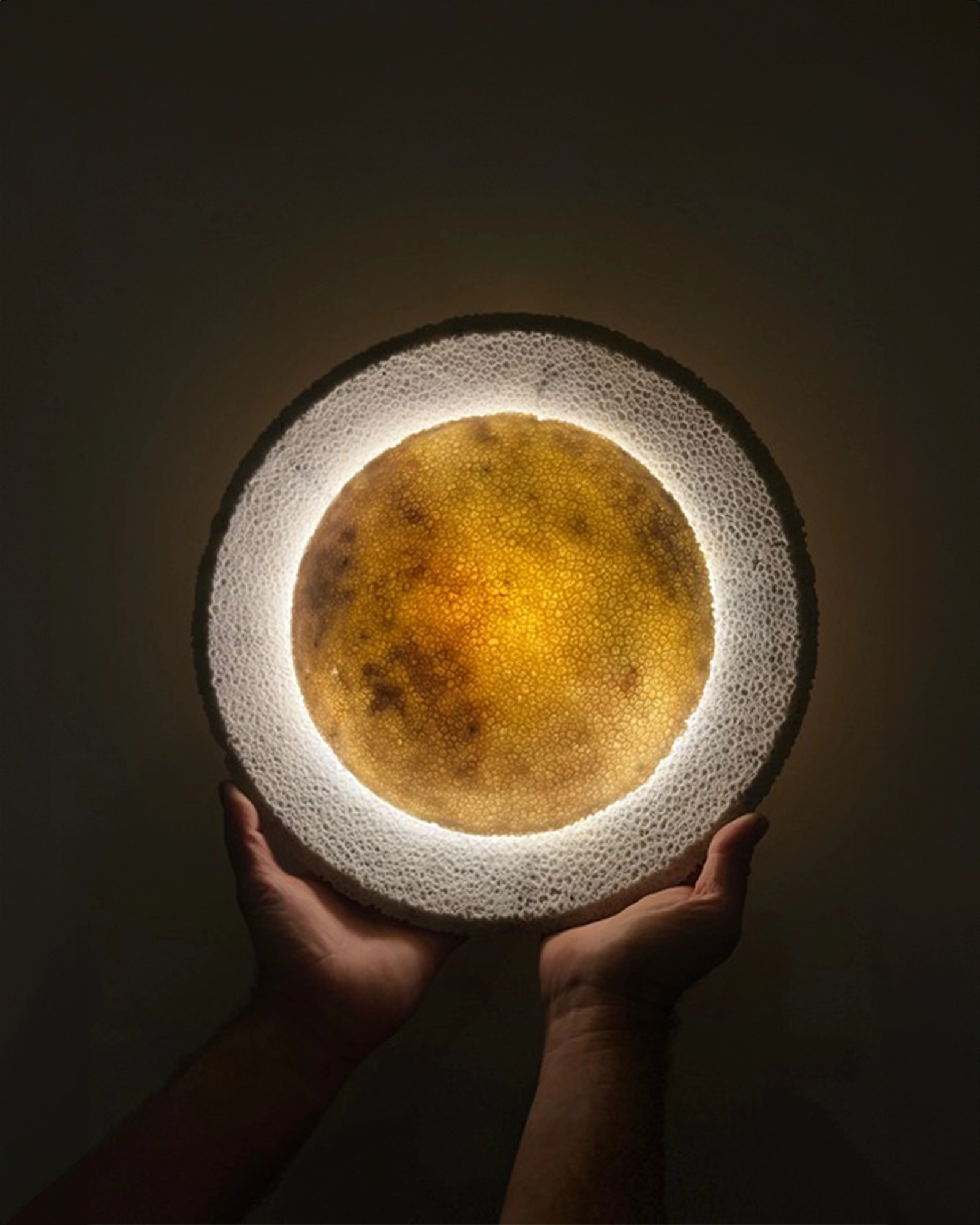 Fossil Coral Eclipse Wall Light
