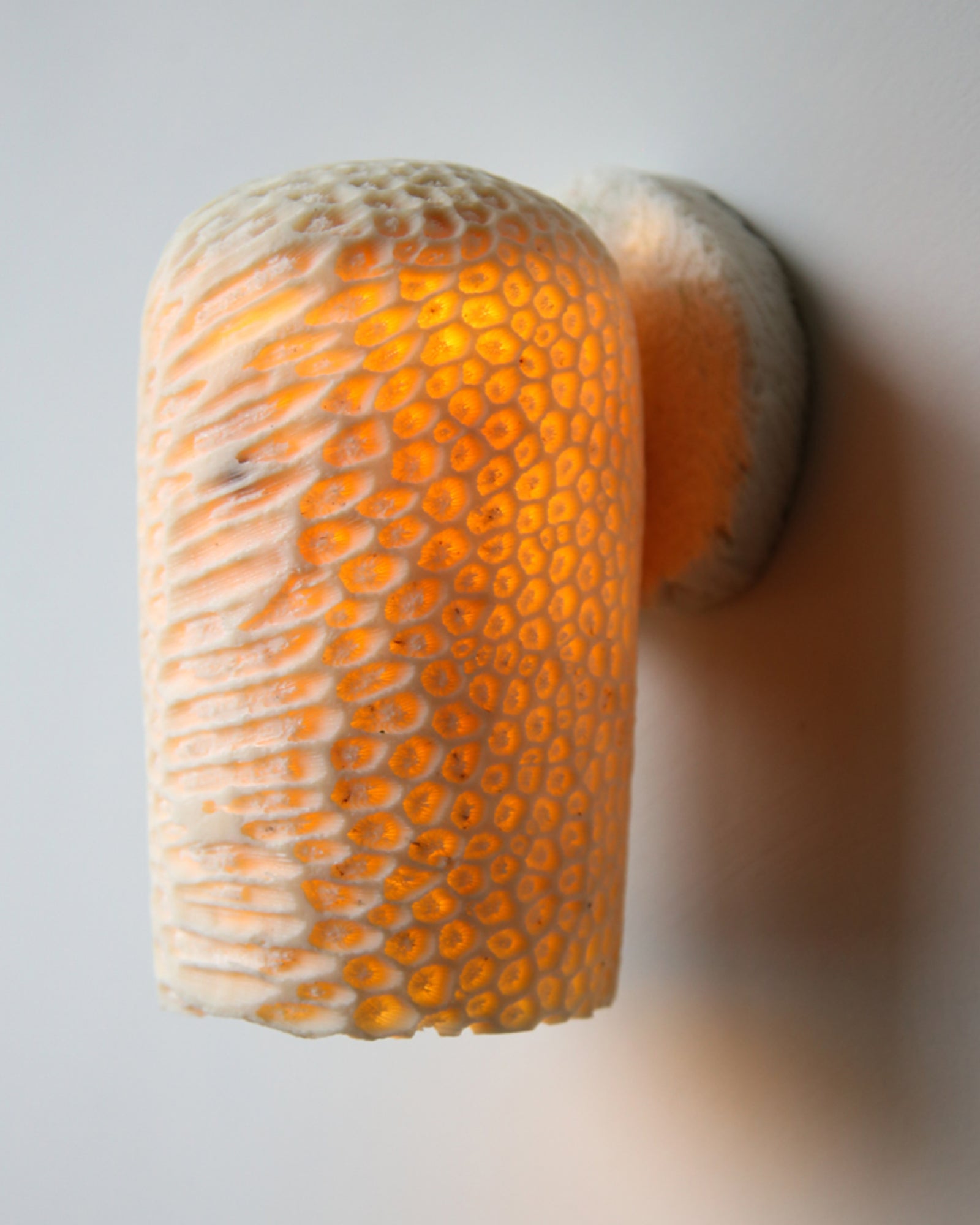 Fossil Coral Dome Wall Light