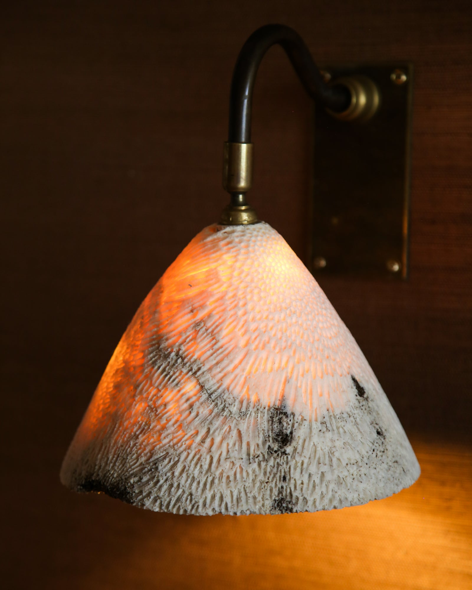 Fossil Coral Swan Cone Wall Light