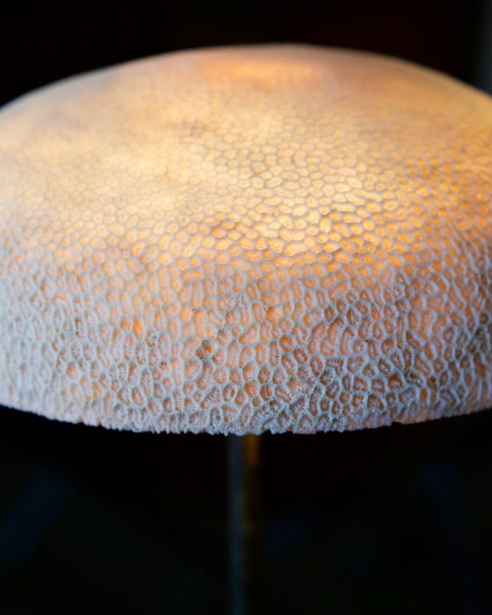 Fossil Coral Mushroom Table Lamp