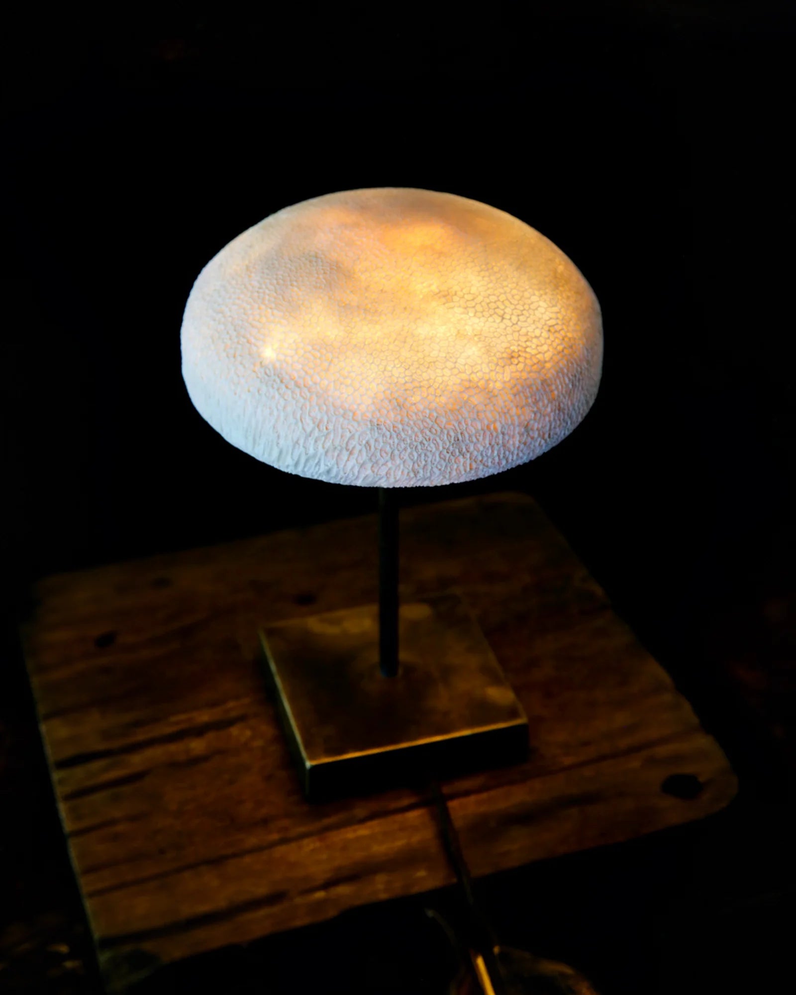 Fossil Coral Mushroom Table Lamp